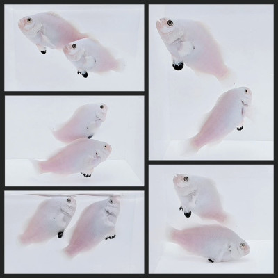 Clownfish Bonded Pair Platinum Storm