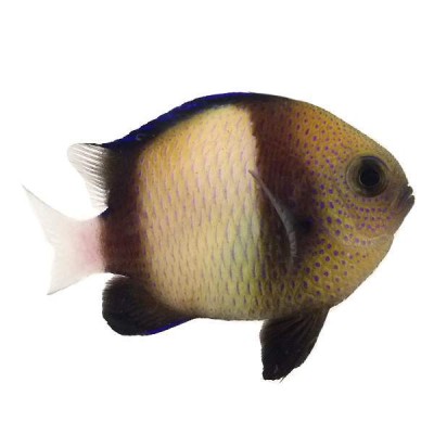 Cloudy Damselfish