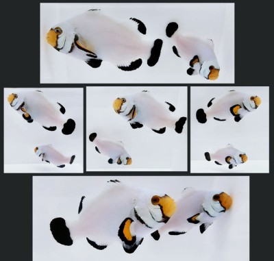 Clownfish Bonded Pair Platinum