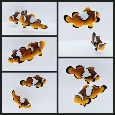 Clownfish Bonded Pair Lightning Mochaccino