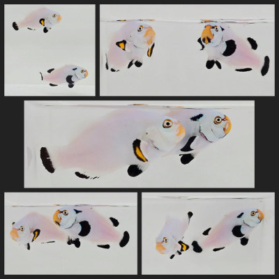 Clownfish Bonded Pair Silver-Eye Platinum