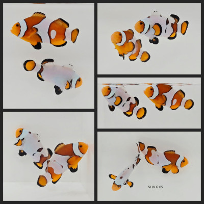 Clownfish Bonded Pair Percularis Smudgy