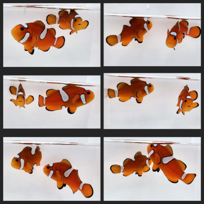 Clownfish Bonded Pair Orange Extreme Misbar