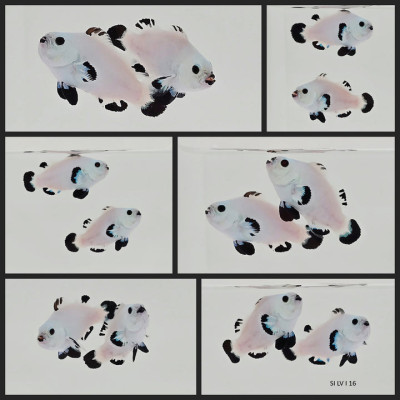 Clownfish Bonded Pair Black Snow Storm