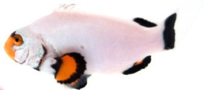 Clownfish Platinum Blizzard