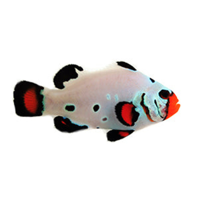 Clownfish Frostbite Chilled