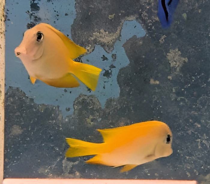 Bluelip Tang