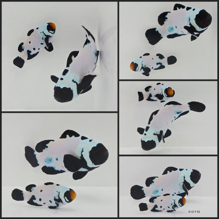 Clownfish Bonded Pair Black Snowflake Special w/ Bulletholes