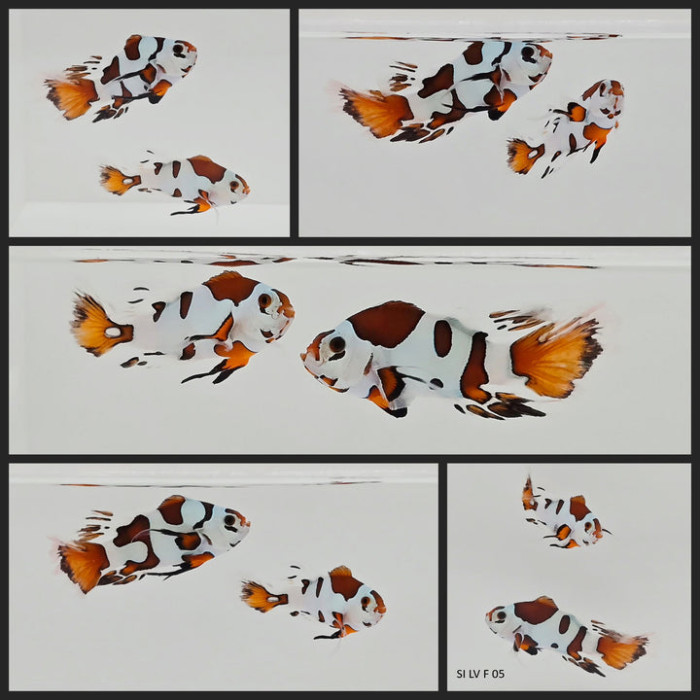 Clownfish Bonded Pair Orange Storm Longfin