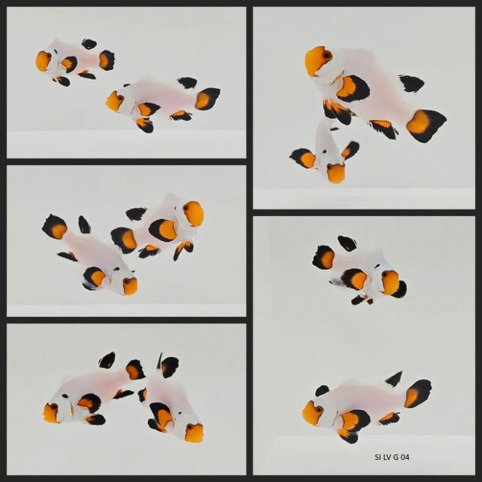 Clownfish Bonded Pair Wyoming White Roundtail Longfin