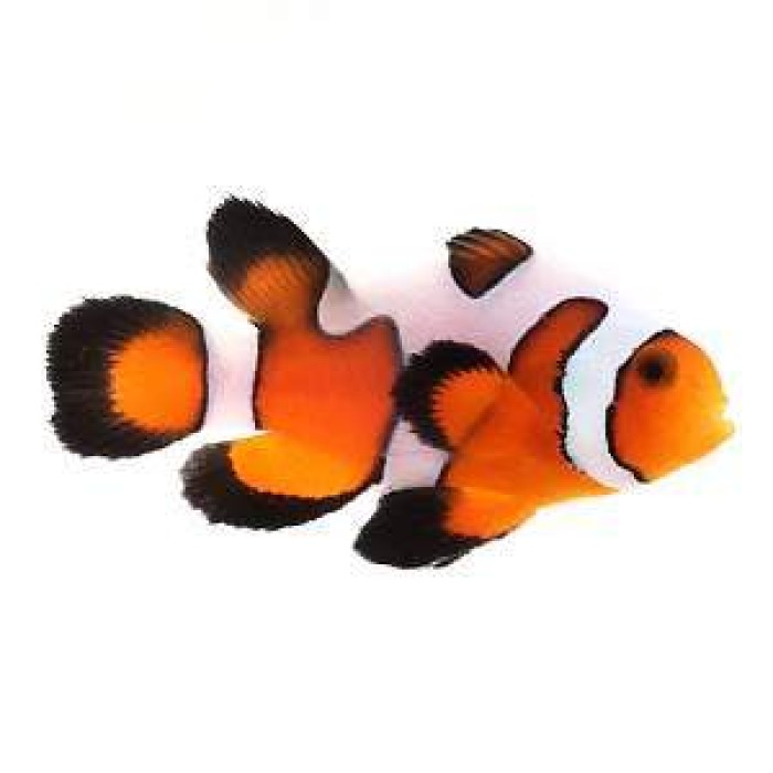 Clownfish Davinci Roundtail Longfin Gladiator/Fancy White
