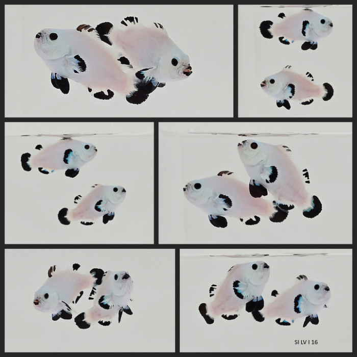 Clownfish Bonded Pair Black Snow Storm