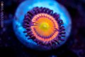 Citrus Cooler Zoa
