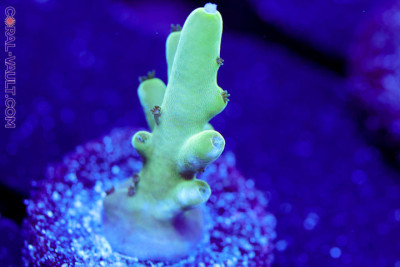 CC Blue Thunder Acro