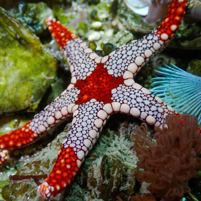 Red Tile Starfish