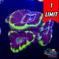 Green Rimmed Blue Acan