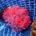 Pink Bubble Tip Anemone