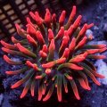 Rose Bubble Tip Anemone