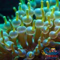 Green Bubble Tip Anemone