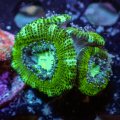 Mint Green Acan