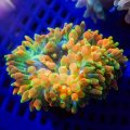 Rainbow Sunburst Bubble Tip Anemone