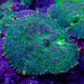 Purple Splatter Rhodactis Mushroom