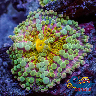 Sunflare Rainbow Yuma Mushroom
