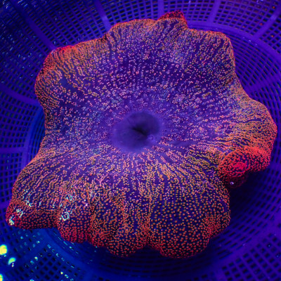 WYSIWYG Showpiece Ruby Red Rainbow Haddoni Carpet Anemone (12-14”)