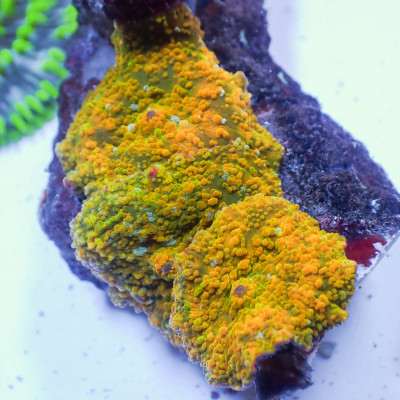 WYSIWYG Ultra Gold Rush Rainbow Discosoma Mushroom Colony (3 Polyps)