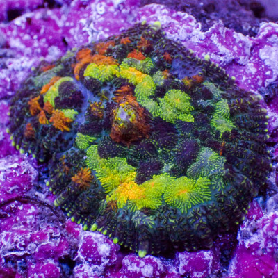 California Gold Rush Rhodactis Mushroom