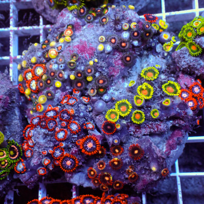 WYSIWYG Rainbow Zoa Combo Colony
