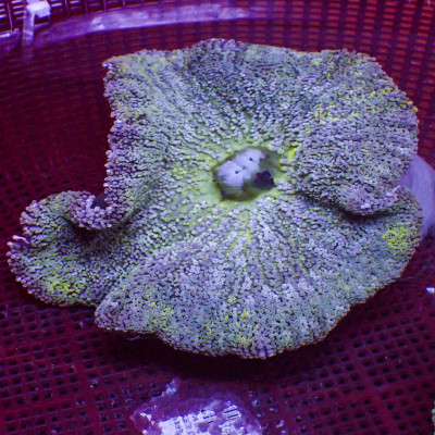 WYSIWYG Lime Green Jawbreaker Haddoni Carpet Anemone (4-6")