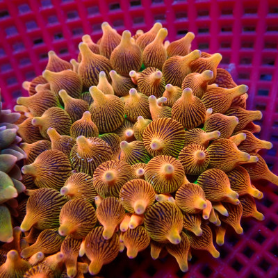 WYSIWYG Ultra Rainbow Violet Burst Bubble Tip Anemone (2-3")