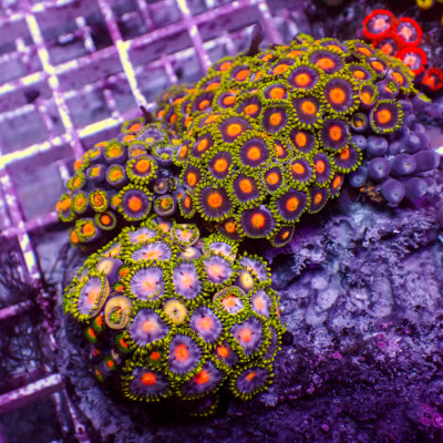 WYSIWYG Rainbow Zoa Combo Colony