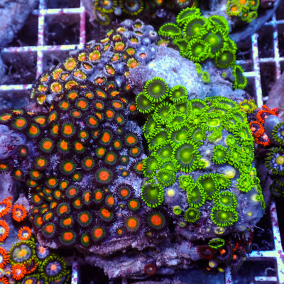 WYSIWYG Rainbow Zoa Combo Colony
