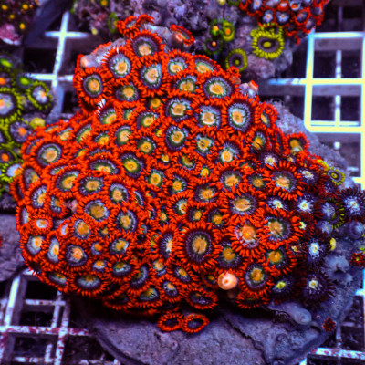 WYSIWYG Rainbow Zoa Combo Colony