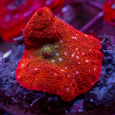 WYSIWYG Pink Spotted Red Iridescent Discosoma Mushroom