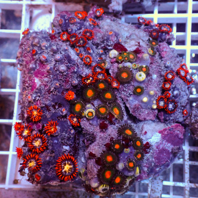WYSIWYG Rainbow Zoa Combo Colony