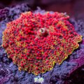 Blood Red Discosoma Mushroom