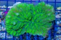 Lettuce Coral