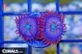 White Zombie Zoa
