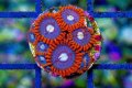 Fire And Ice Zoa