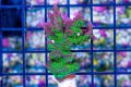 Pink & Green Acropora