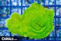 Green Cap Montipora
