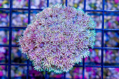 Goniopora – Australia Ultra