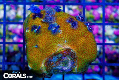 SMALL Christmas Tree Worm Rock – Indo – Invert Hosting in Coral/Rock (Small Worm Variety)