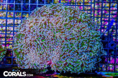 SHOW Hammer Wall – Aussie – Orange Glowing Tips Green Stems! (Blue Video Inside!) Paletta’s Picks!