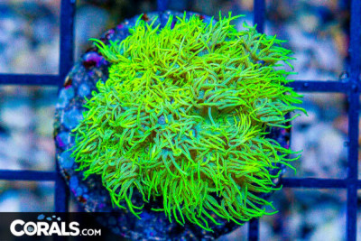 Goniopora Frag SUPER YELLOW GLOWING!