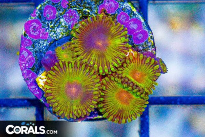 IMPASTAS Zoanthid Frag – Aquacultured