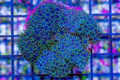 Sympodium – Indonesia – Loaded with Polyps! MINI COLONY on Base!